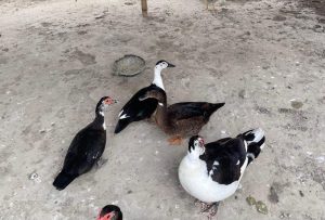 চায়না হাঁস