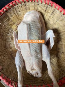 পাতি হাঁস